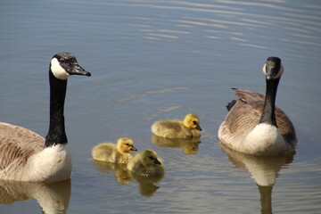 New Babys On The Water, Pylypow Wetlands, Edmonton, Alberta