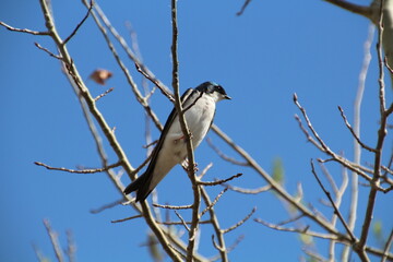 Bird In The Tree, Pylypow Wetlands, Edmonton, Alberta