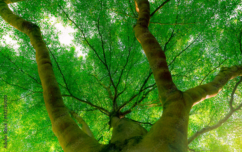 Canvas Prints bottom view of tree trunk to green leaves of big tree in forest with sunlight. fresh environment in 