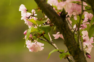 pale pink blooming mirabelle flowers - obrazy, fototapety, plakaty