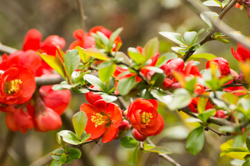 red flowers of blooming quince on a background of branches © Paulina