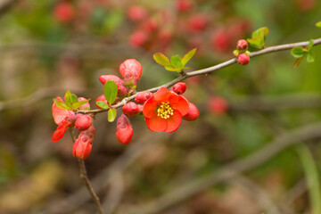 red flowers of blooming quince on a background of branches © Paulina