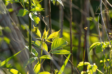 acer negundo leaves on the background of branches © Paulina