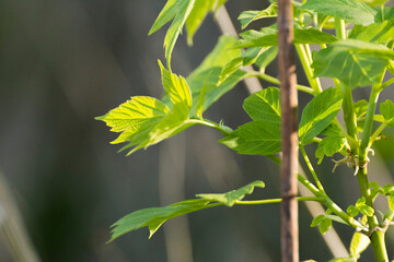 acer negundo leaves on the background of branches © Paulina