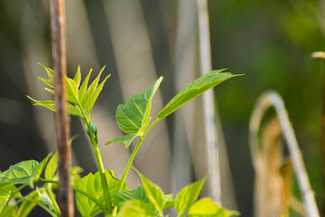 acer negundo leaves on the background of branches © Paulina