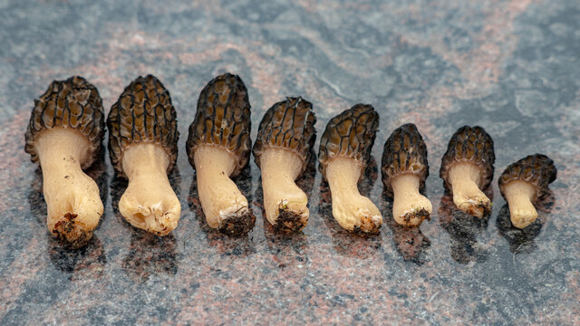 morchella mushrooms in the row on granite table