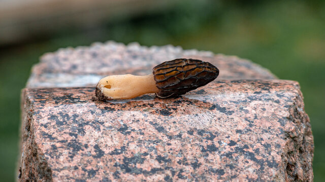 one morchella mushroom on polished granite surface