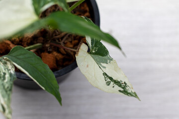 Close up leaf of houseplant, Syngonium Variegated.