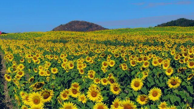 Beautiful Sunflower field
