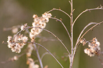 dry plants against the backdrop of green nature