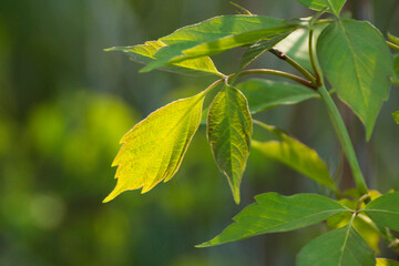 acer negundo leaves on a green nature background © Paulina