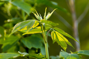 acer negundo leaves on a green nature background © Paulina