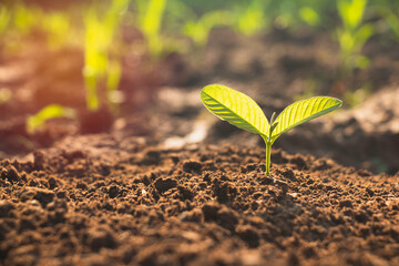 Growing plant,Young plant in the morning light on ground background, New life concept.Small plants on the ground in spring.fresh,seed,Photo fresh and Agriculture concept idea.
