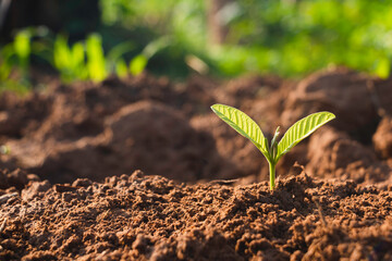 Growing plant,Young plant in the morning light on ground background, New life concept.Small plants on the ground in spring.fresh,seed,Photo fresh and Agriculture concept idea.