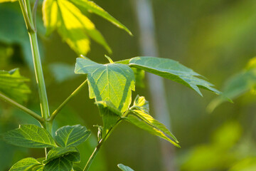 acer negundo leaves on a green nature background © Paulina