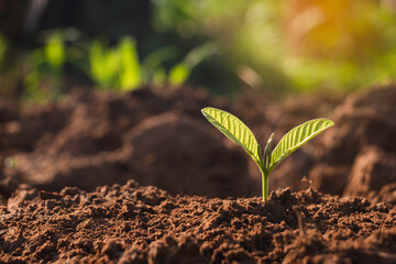 Growing plant,Young plant in the morning light on ground background, New life concept.Small plants on the ground in spring.fresh,seed,Photo fresh and Agriculture concept idea.