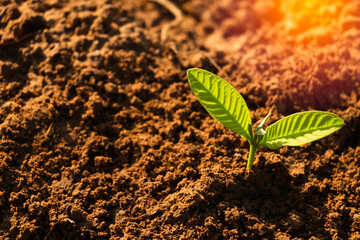 Growing plant,Young plant in the morning light on ground background, New life concept.Small plants on the ground in spring.fresh,seed,Photo fresh and Agriculture concept idea.