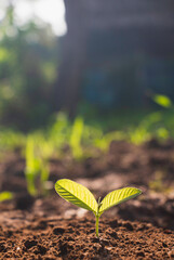 Growing plant,Young plant in the morning light on ground background, New life concept.Small plants on the ground in spring.fresh,seed,Photo fresh and Agriculture concept idea.