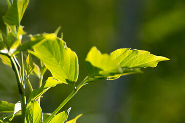 acer negundo leaves on a green nature background © Paulina