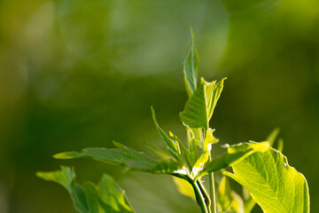 acer negundo leaves on a green nature background © Paulina