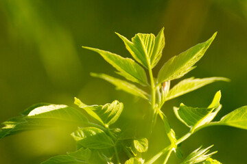 acer negundo leaves on a green nature background © Paulina