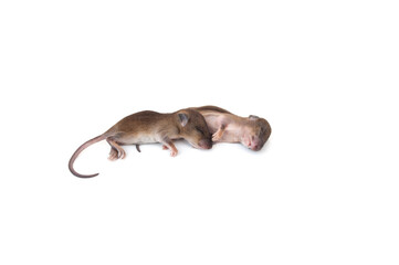 Closeup young rat isolated on white background.