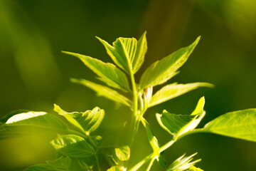 acer negundo leaves on a green nature background © Paulina