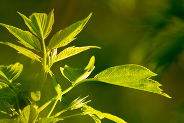 acer negundo leaves on a green nature background © Paulina