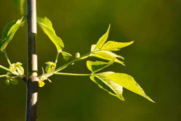 acer negundo leaves on a green nature background © Paulina
