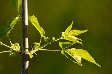 acer negundo leaves on a green nature background © Paulina