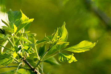 acer negundo leaves on a green nature background © Paulina