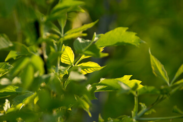 acer negundo leaves on a green nature background © Paulina