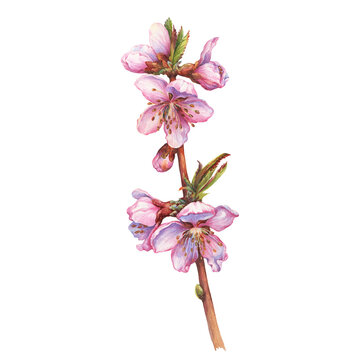 Close-up, branch of the peach tree blossoms. Beautiful pink peach flowers in spring (known as Prunus persica, Persian apple). Watercolor hand drawn painting illustration isolated on white background.