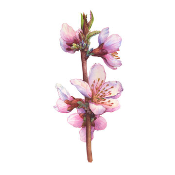 Beautiful peach tree in spring. Сlose-up of the peach pink flowers (known as Prunus persica, Persian apple). Watercolor hand drawn painting illustration isolated on white background.