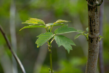 acer negundo leaves on a green nature background © Paulina