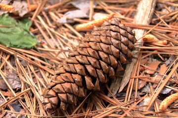 枯葉の上のまつぼっくり