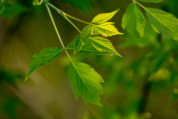 acer negundo leaves on a green nature background © Paulina