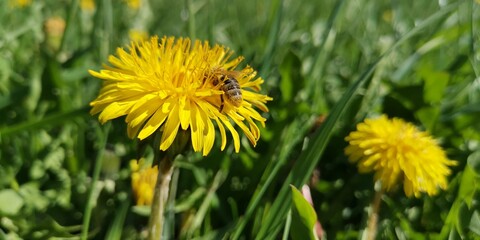 dandelions in the grass