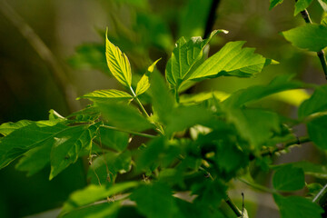 acer negundo leaves on a green nature background © Paulina