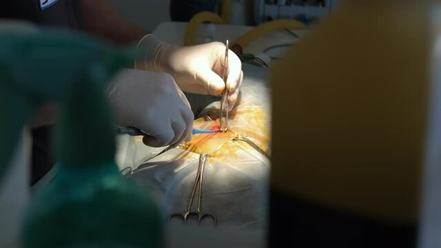 Close up of Veterinarian Surgeon Doing the Operation of a Cat in the Clinic. Medicine, Animal Health and Pet Healthcare Concept
