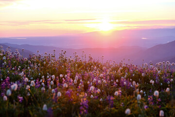 Wildflowers in full bloom in alpine meadows at sunset. Pacific Northwest. Mount Baker. Washington State. USA 