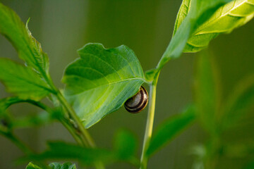 snail on an acer negundo leaf against a background of green nature © Paulina