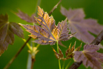 maple leaves on the background of green nature © Paulina