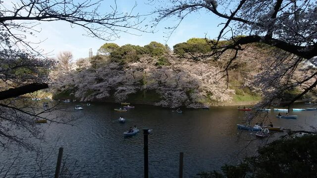Boats peacefully on water on Sakura moat in Central Tokyo
