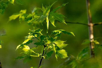 Fototapeta na wymiar acer negundo leaves on a green nature background