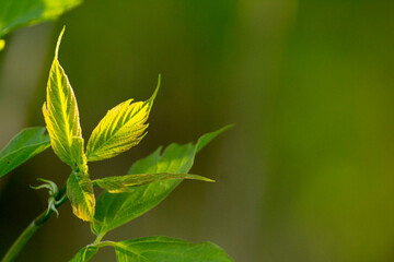 acer negundo leaves on a green nature background © Paulina