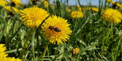 dandelions in the grass