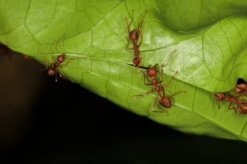 Close up Red ant teams collect leaves to build a nest from the leaves.
