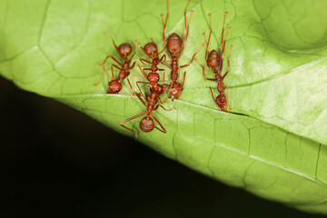 Close up Red ant teams collect leaves to build a nest from the leaves.