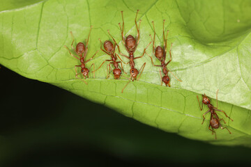 Close up Red ant teams collect leaves to build a nest from the leaves.